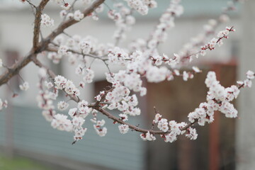 blooming apricot blooms and pleases everyone around