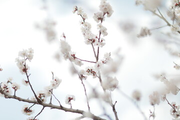 blooming apricot blooms and pleases everyone around
