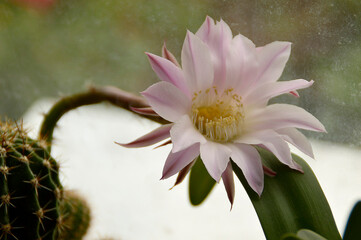 pink cactus flower