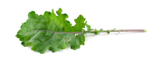 Single curly kale leaf isolated on white background