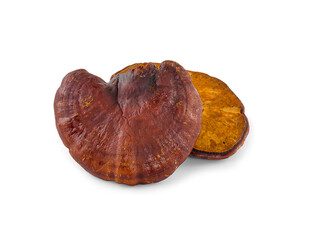 Ganoderma Lucidum Mushroom isolated on white background