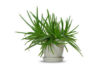 Indoor ornamental plant