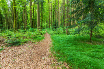 Obraz premium waldweg in hindelbank hurstmoos schweiz