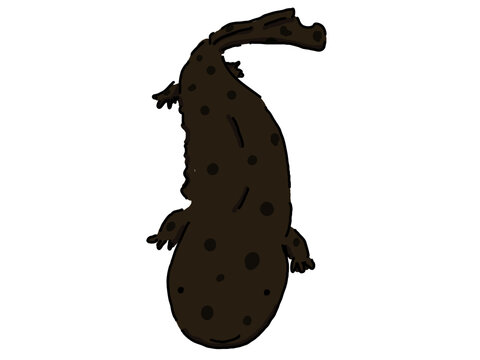 オオサンショウウオ の画像 0 件の Stock 写真 ベクターおよびビデオ Adobe Stock