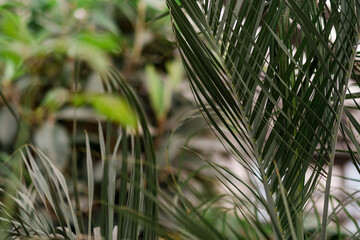 dark green palm branch in the botanical garden. natural background, ecology concept