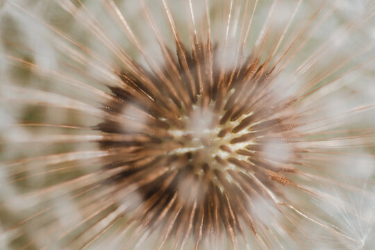 close up of seeds of a dandelion