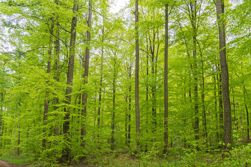 Fototapeta na wymiar Wald im Nationalpark Eifel