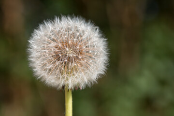 close up of dandelion head