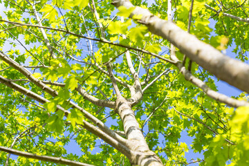 Trees with bright green leaves on a sunny day