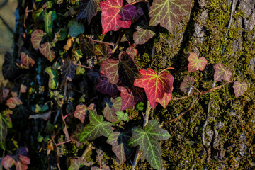 tree bark covered with green moss, red and green ivy leaves in sunlight close-up. Natural textured background. Copy space	
