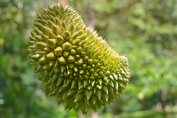 Durian in garden.Fresh organic durian fruits.