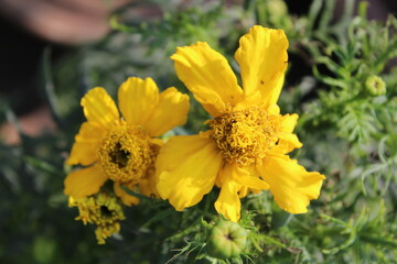 yellow flowers