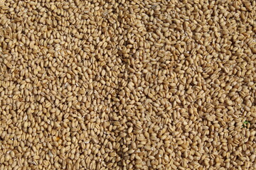 texture of Wheat