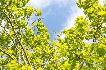 Trees with bright green leaves on a sunny day