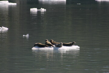Ice Seals in Alaska Resting on an Ice Berg Near Valdez