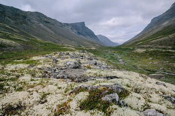 
Reindeer moss and tundra plants on a background of a beautiful mountain valley, Kola Peninsula