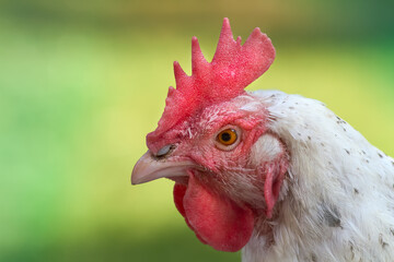 Close up of the head of a white Sussex chicken