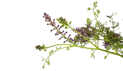 Fumaria officinalis, Fumitory on white background