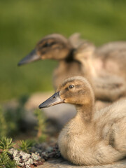 Ducklings of mallard and Indian runner duck in the park