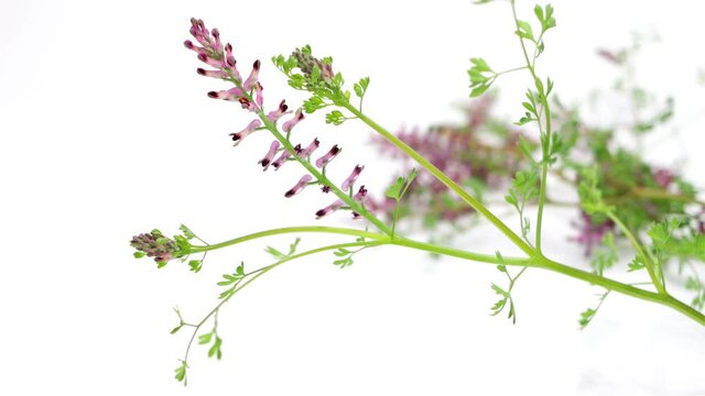 Fumaria officinalis, Fumitory on white background