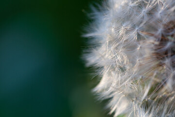 Close up macro of dandelion seeds in sunlight