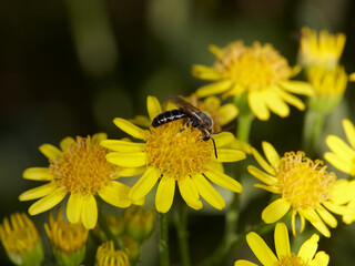 Halictus Rubicundus mining bee on yellow flower