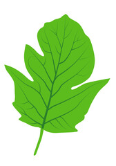 Fototapeta premium Viburnum plant leaf with streaks logo icon on white background