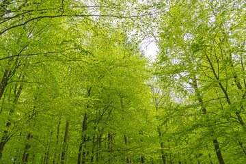 Wald im Nationalpark Eifel
