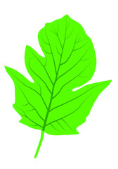 Viburnum plant leaf with streaks logo icon on white background