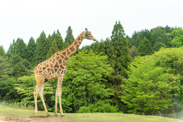 アミメキリン