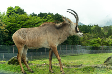 ローンアンテロープ