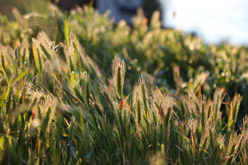 Macro photography of green spikelets (cereals) in counter light at sunset for background