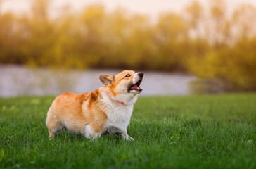 corgi dog on the green the grass barks menacingly opening its mouth and showing sharp teeth