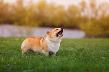 corgi dog on the green the grass barks menacingly opening its mouth and showing sharp teeth