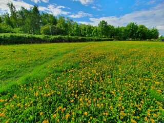 field of dandelions