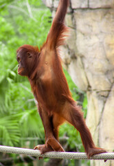 Orangutan at the Zoo 