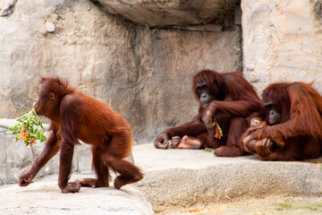 Orangutan Family at the Zoo 