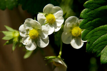 Fototapeta premium White flowers of strawberry.
