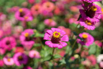 Obraz premium pink cosmos flower