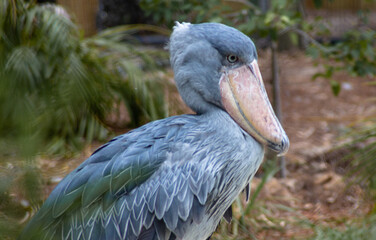 Shoebill Stork / Shoe-Bill Stork 