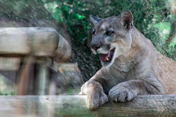 Naklejka na ściany i meble Endangered Florida Panther / Puma 