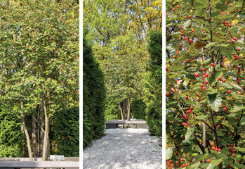 Broad leaved cockspur thorn in a landscape park, autumn view, collage.