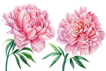 Pink peonies. Delicate summer flowers, watercolor illustrations. Set of floral elements design.