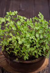 Close view of mint leaves plant in a clay pot 