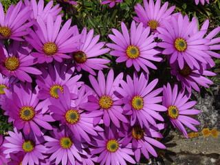 pink flowers