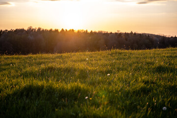 Obraz premium Evening Walk in the Afternoon