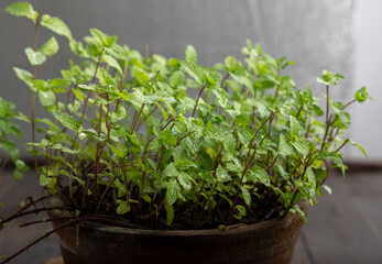 Close view of mint leaves plant in a clay pot 