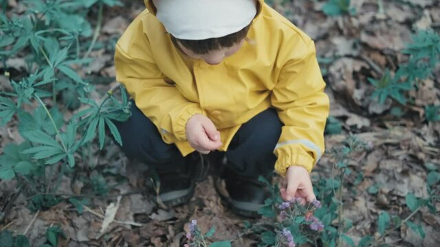 Small cute child in a yellow hooded raincoat and a white hat is plucking early spring flowers of Pulmonaria obscura in the forest. The concept of a happy childhood and nature walks