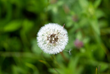 Close-up snowball flower at meadow on a rainy day. Photo taken May 21st, 2021, Zurich, Switzerland.