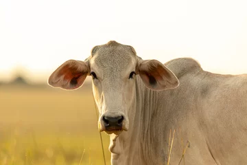 Gardinen Cow portrait on pasture at sunset © Murilo